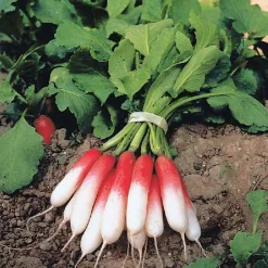 Radis Flambo 1/2 long - Structuration des potagers modernes