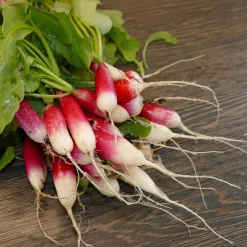 Radis Flambo 1/2 long - Structuration des potagers modernes