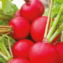Radis rond Raxe Bio - Croquant en 4 semaines