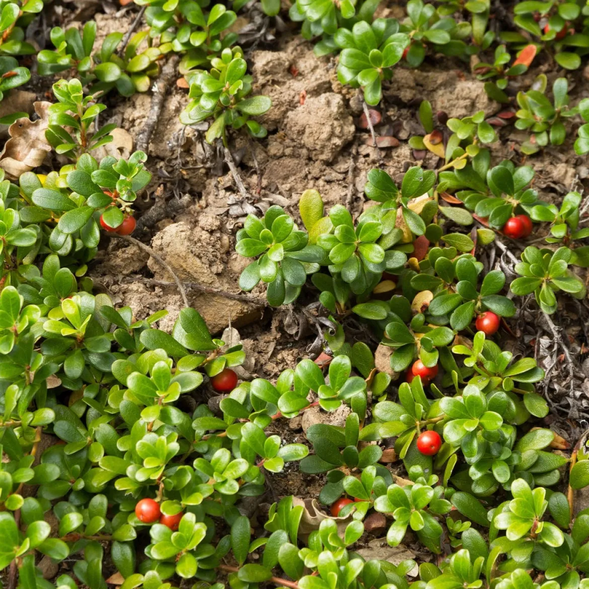 Raisin d'ours - Tapis vert sans effort