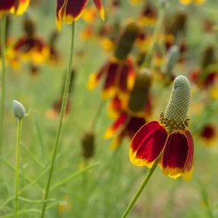 Ratibida - Chapeau mexicain - Fleur solaire zéro entretien