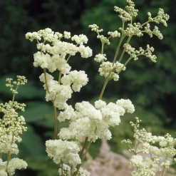 Reine des près Plena - Nuage blanc au jardin