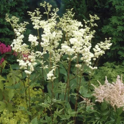 Reine des près Plena - Nuage blanc au jardin