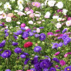 Reine-marguerite à fleurs de chrysanthème en mélange - Massif fleuri tout l'été