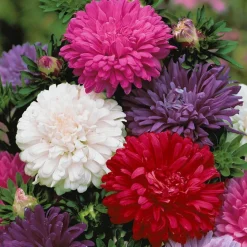 Reine-marguerite à fleurs de chrysanthème en mélange - Massif fleuri tout l'été