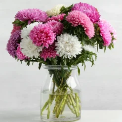 Reine-marguerite à fleurs de chrysanthème en mélange - Massif fleuri tout l'été