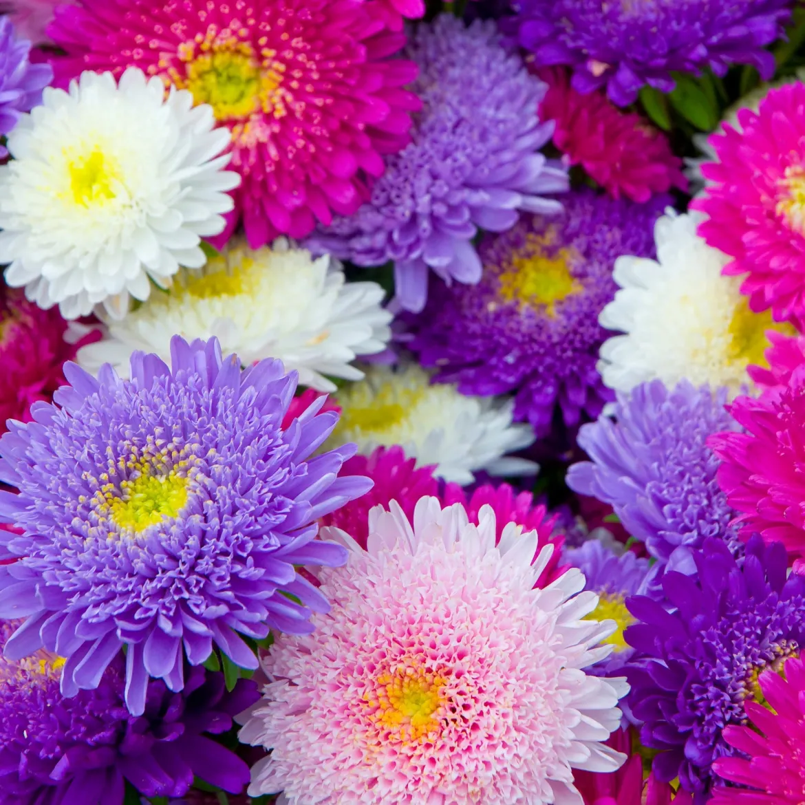 Reine-marguerite Super Princesse en mélange - Bouquets colorés tout l'été
