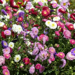 Reine-marguerite Super Princesse en mélange - Bouquets colorés tout l'été