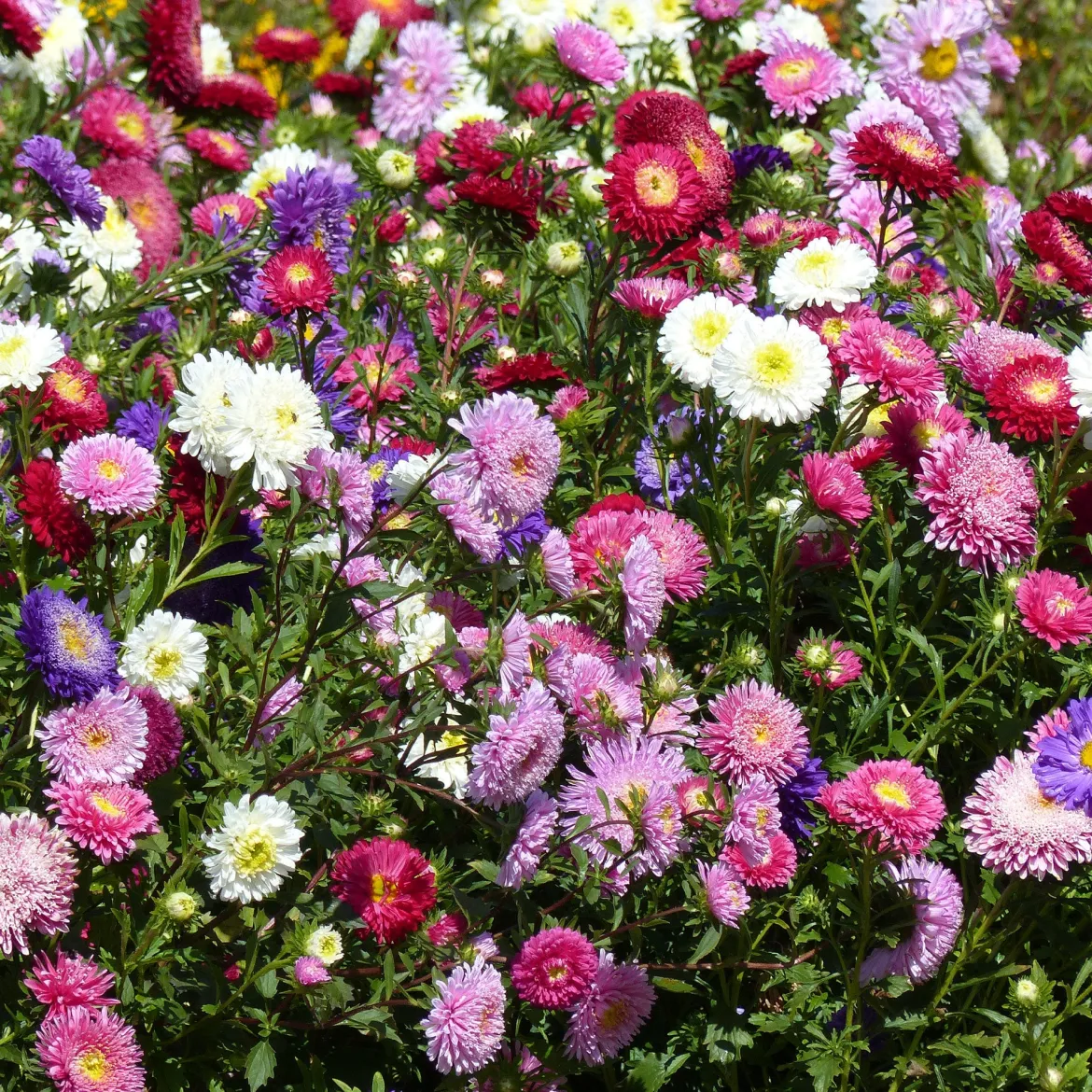 Reine-marguerite Super Princesse en mélange - Bouquets colorés tout l'été
