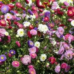 Reine-marguerite Super Princesse en mélange - Bouquets colorés tout l'été