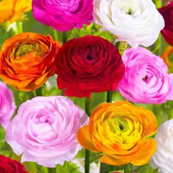 Renoncule en mélange - Un bouquet coloré au jardin