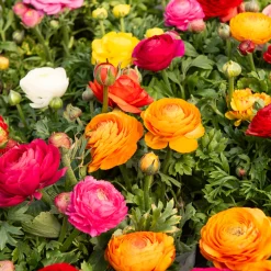 Renoncule en mélange - Un bouquet coloré au jardin