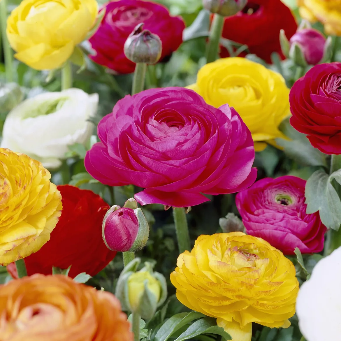 Renoncule en mélange - Un bouquet coloré au jardin
