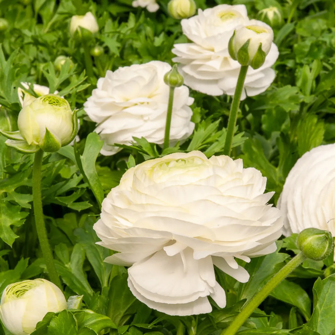 10 Renoncules blanches - Le bouquet blanc facile