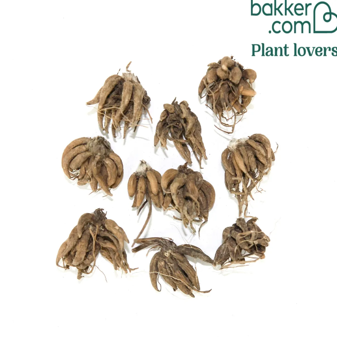 10 Renoncules blanches - Le bouquet blanc facile