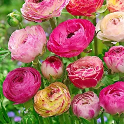 15 Renoncules à fleurs doubles Peony Blend en mélange - Des fleurs de pivoine en pot