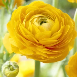 10 Renoncules jaunes - Un feu d'or au jardin