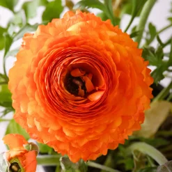 10 Renoncules Orange Flame - Un feu d'orange au jardin
