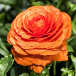 10 Renoncules Orange Flame - Un feu d'orange au jardin