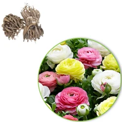 30 Renoncules pastel jaune, blanc, rose en mélange - Un bouquet pastel au jardin
