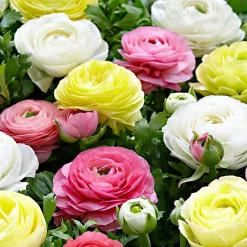 30 Renoncules pastel jaune, blanc, rose en mélange - Un bouquet pastel au jardin