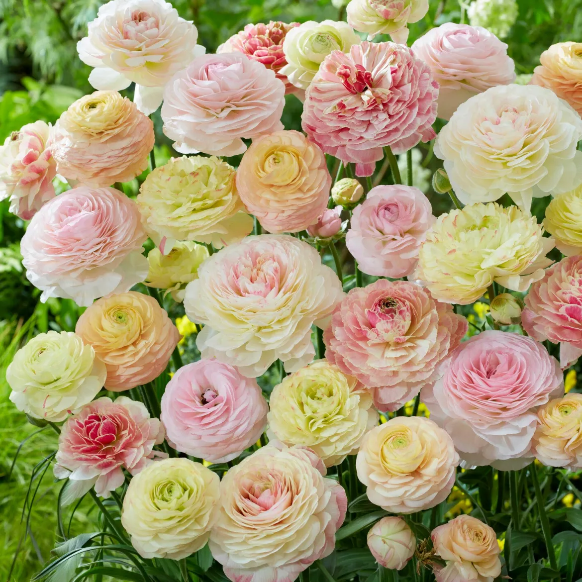15 renoncules pastels - Un bouquet de douceur au jardin