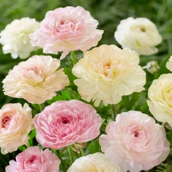 15 renoncules pastels - Un bouquet de douceur au jardin