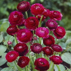 10 Renoncules Pauline - Fleurs doubles effet bouquet