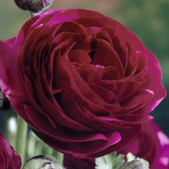 10 Renoncules Pauline Violet - Un violet qui fait de l'effet