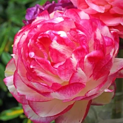 12 Renoncules Picotee Pink - Des roses de printemps faciles