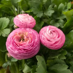 10 Renoncules roses - Des bouquets roses tout frais