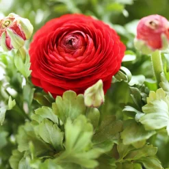 10 Renoncules rouges - Un rouge éclatant au jardin