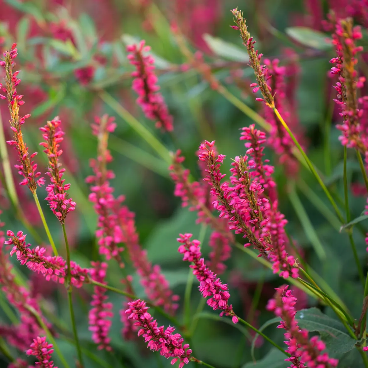 Renouée Amethyst Summer - Persicaire - Fleurs tout l'été sans effort