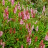 Renouée du Darjeeling Red - Persicaire - Un tapis fleuri sans effort