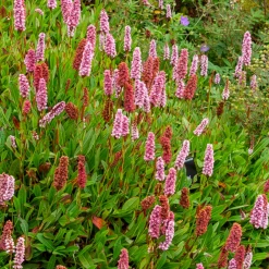 Renouée du Darjeeling Red - Persicaire - Un tapis fleuri sans effort