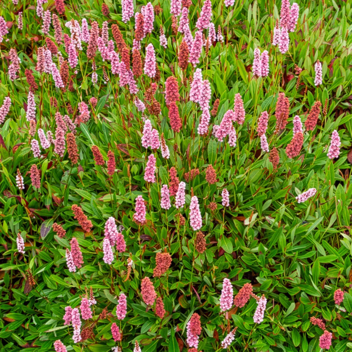 Renouée du Darjeeling Red - Persicaire - Un tapis fleuri sans effort