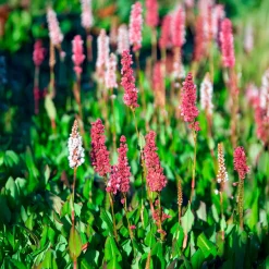 Renouée naine Kabouter - Persicaire - Un tapis fleuri sans effort