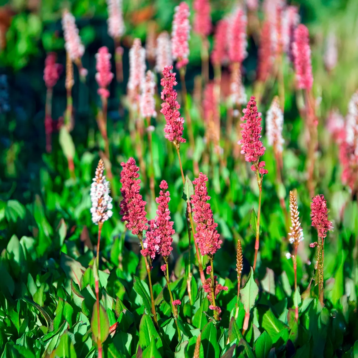 Renouée naine Kabouter - Persicaire - Un tapis fleuri sans effort
