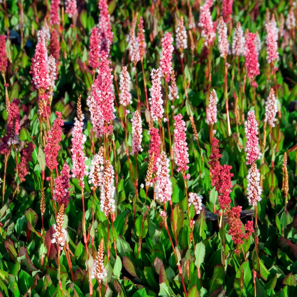 Renouée naine Kabouter - Persicaire - Un tapis fleuri sans effort