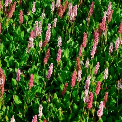 Renouée naine Kabouter - Persicaire - Un tapis fleuri sans effort