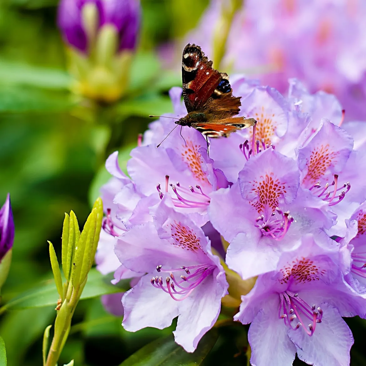 Rhododendron 'Catawbiense Grandiflorum' - Une explosion violette au jardin