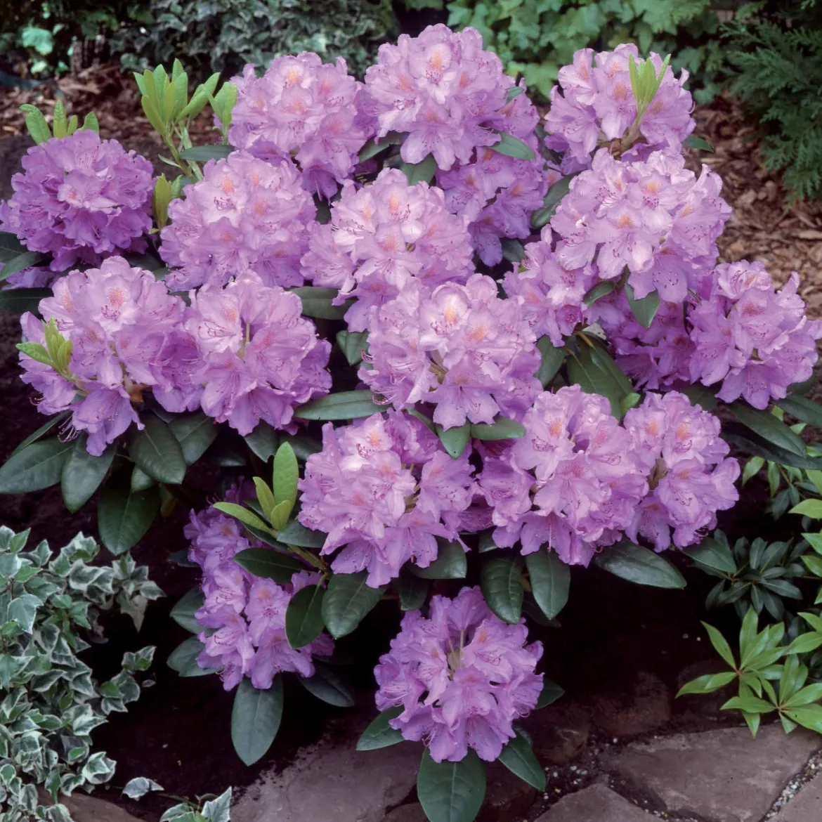 Rhododendron 'Catawbiense Grandiflorum' - Une explosion violette au jardin