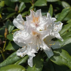 Rhododendron Cunningham's White - Blanc pur, ombre facile