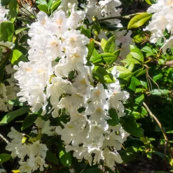 Rhododendron Cunningham's White - Blanc pur, ombre facile
