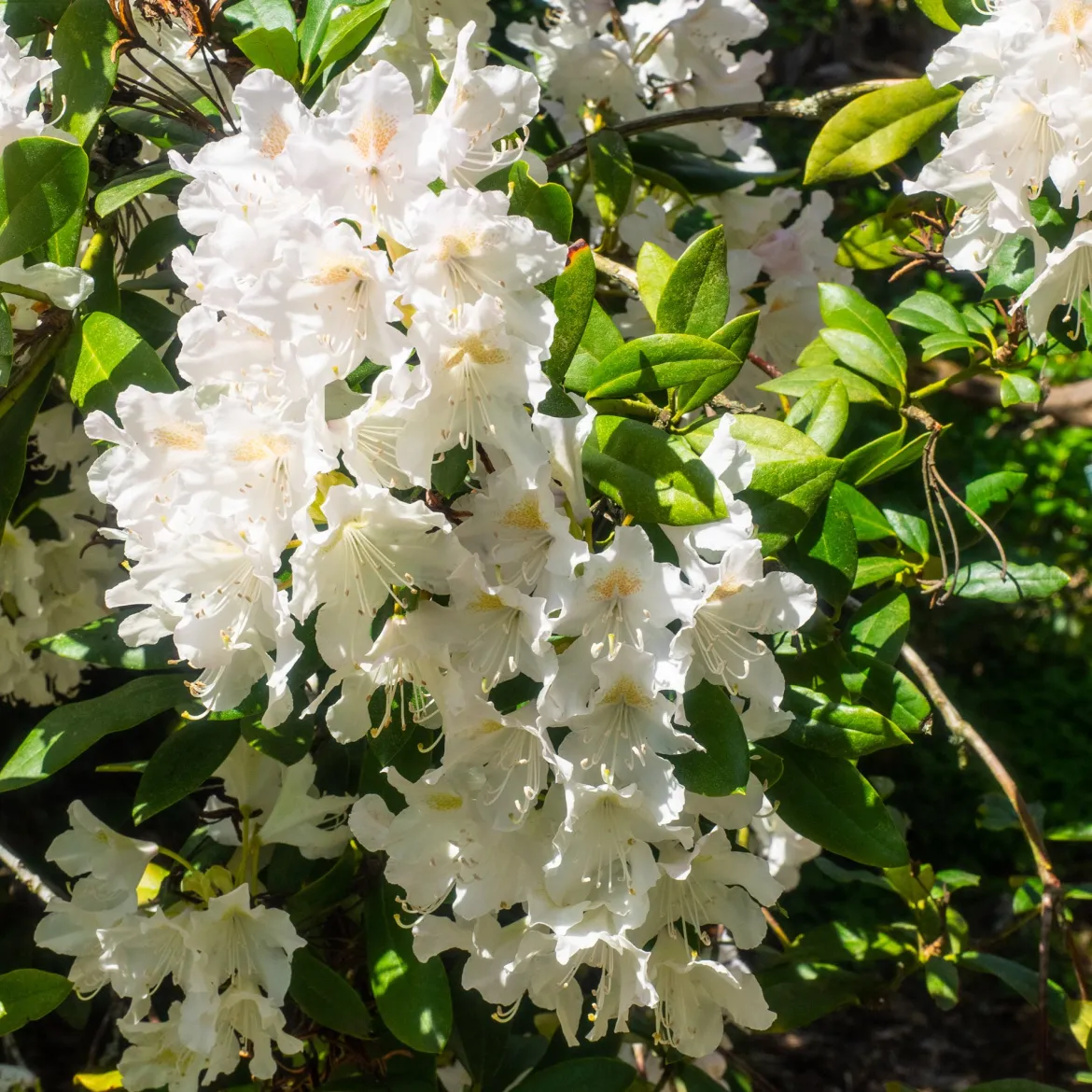 Rhododendron Cunningham's White - Blanc pur, ombre facile