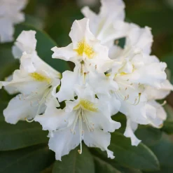 Rhododendron Cunningham's White - Blanc pur, ombre facile