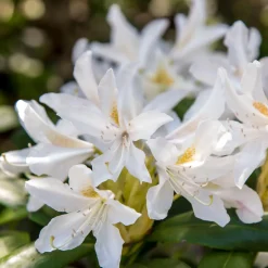 Rhododendron Cunningham's White - Blanc pur, ombre facile