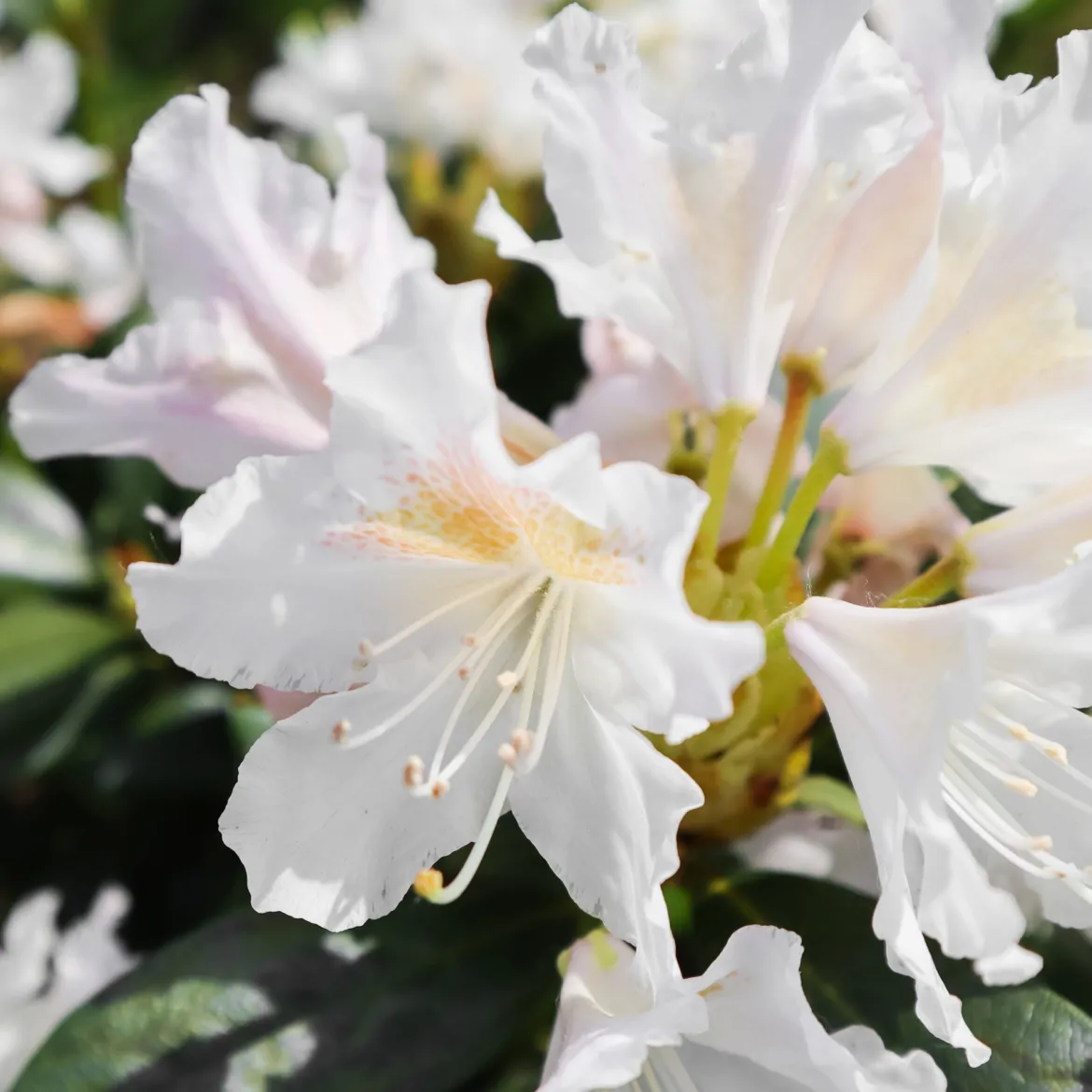 Rhododendron Cunningham's White - Blanc pur, ombre facile