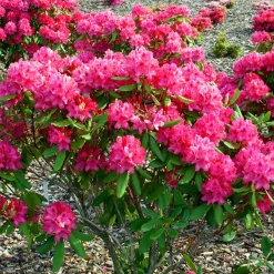 Rhododendron Nova Zembla - Rouge éclatant, gel résistant