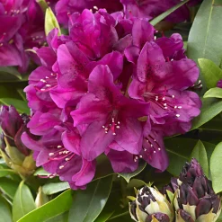 Rhododendron 'Polarnacht' - Un fuchsia qui claque
